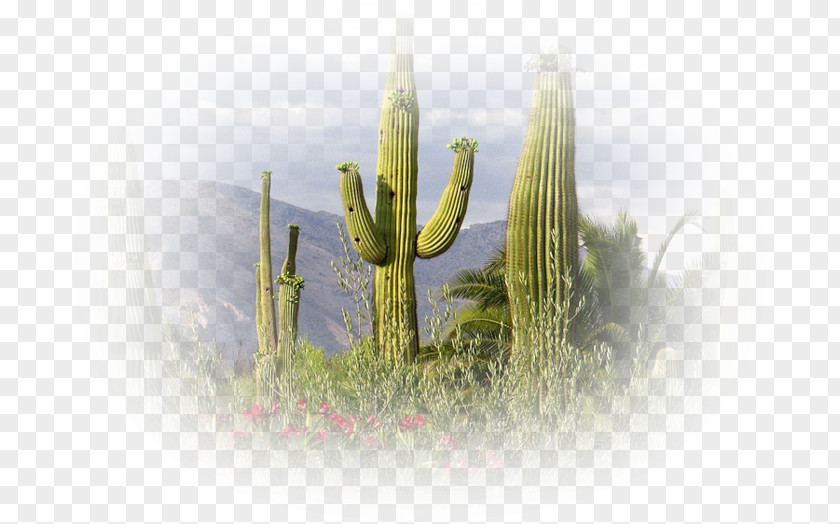 Desert Saguaro Sonoran Cactaceae Tucson PNG