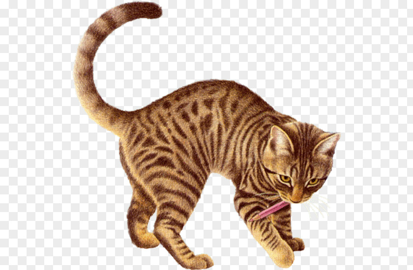 Flying Cat Animated Film Name Giphy PNG