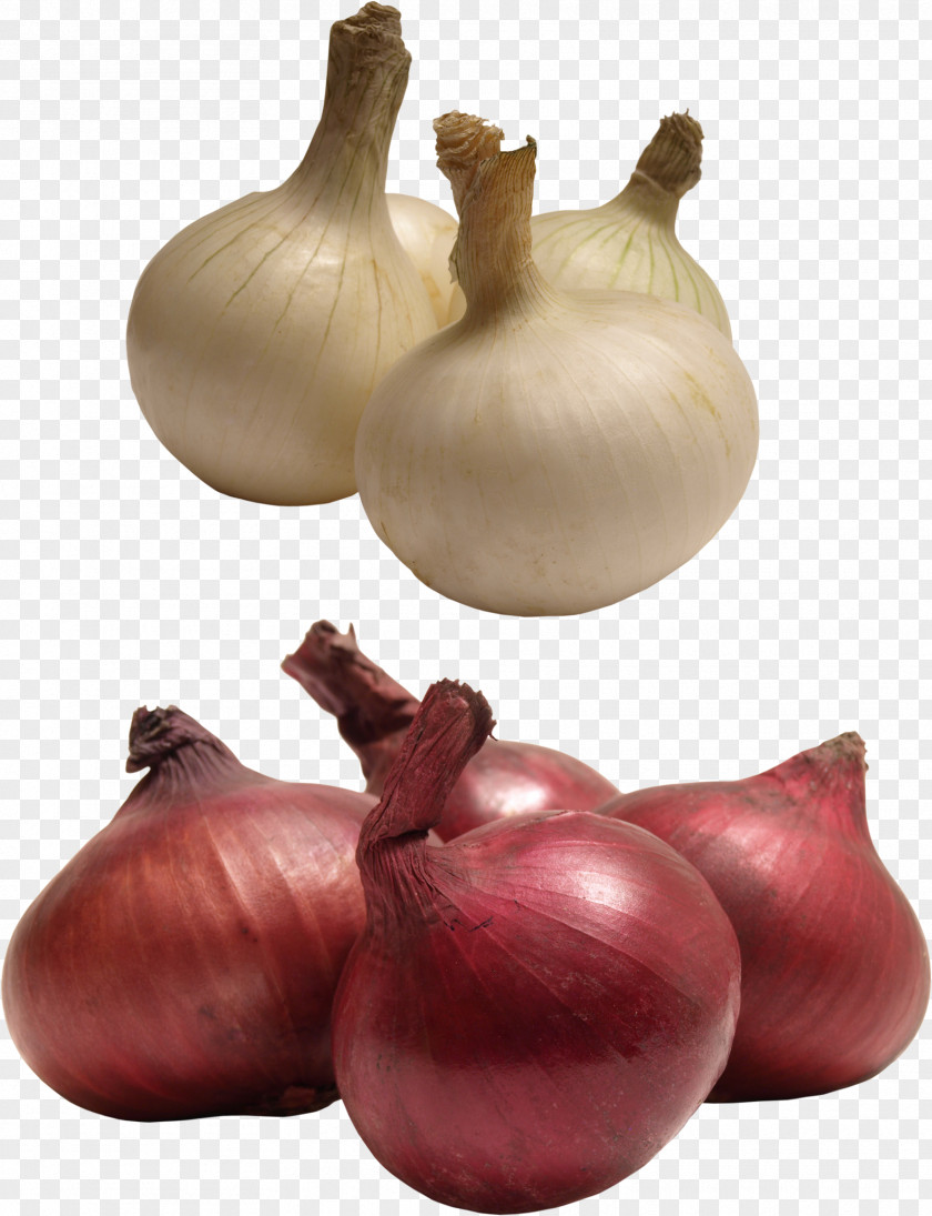 Garlic Red Onion Yellow Shallot PNG
