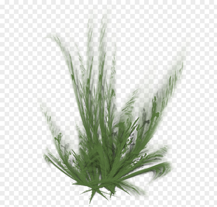 Grasses Herbaceous Plant Painting Ryegrass PNG
