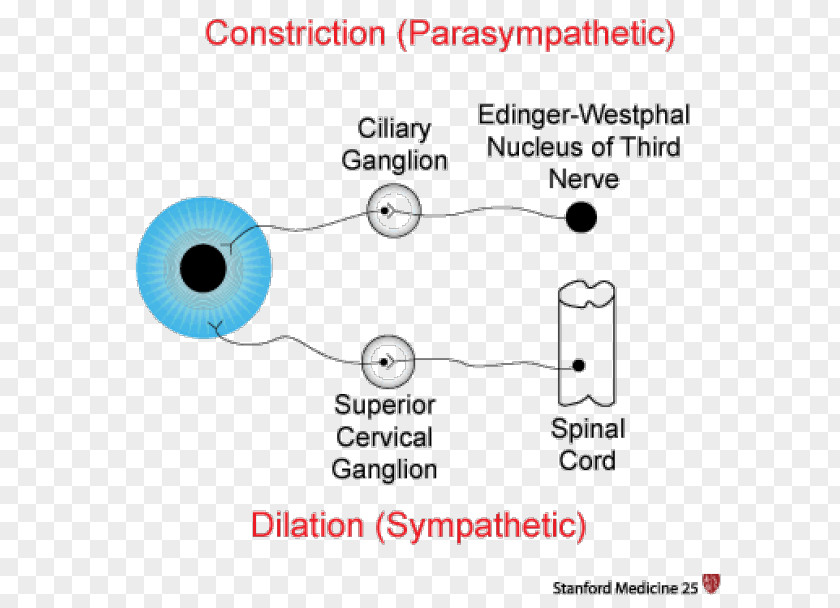 Kojima Productions Pupillary Response Miosis Parasympathetic Nervous System Reflex PNG