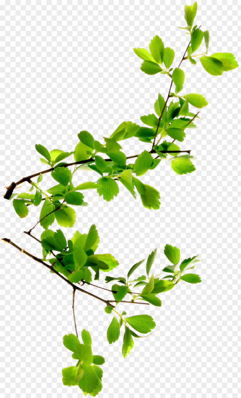 Lettuce Branch Twig Leaf Plant Stem Tree PNG