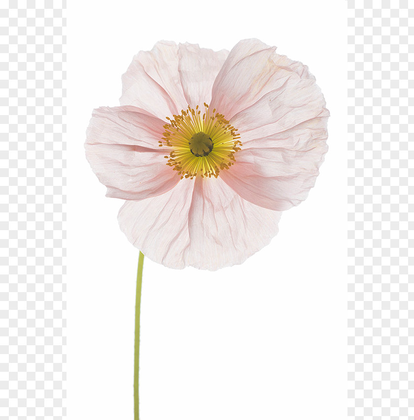 Poppy Flower Floral Design Photography Photographer PNG