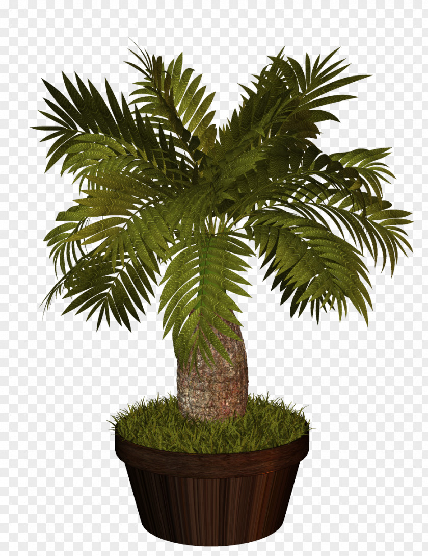 Tree Palm Trees Houseplant Interior Design Services Plants PNG