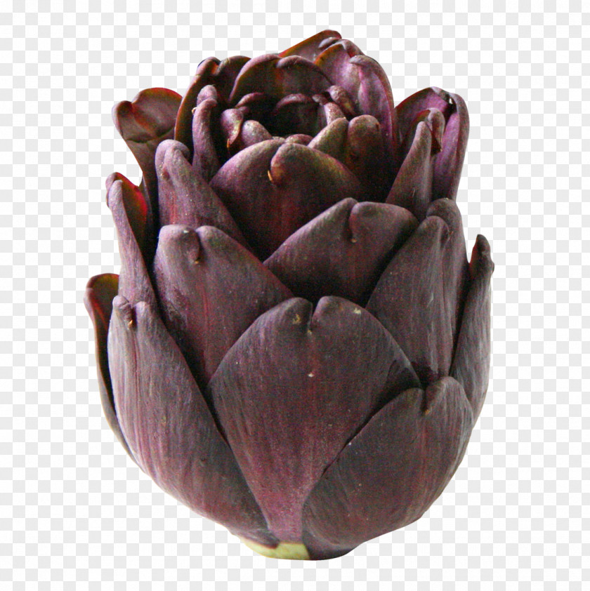 Artichoke Vegetable Food PNG