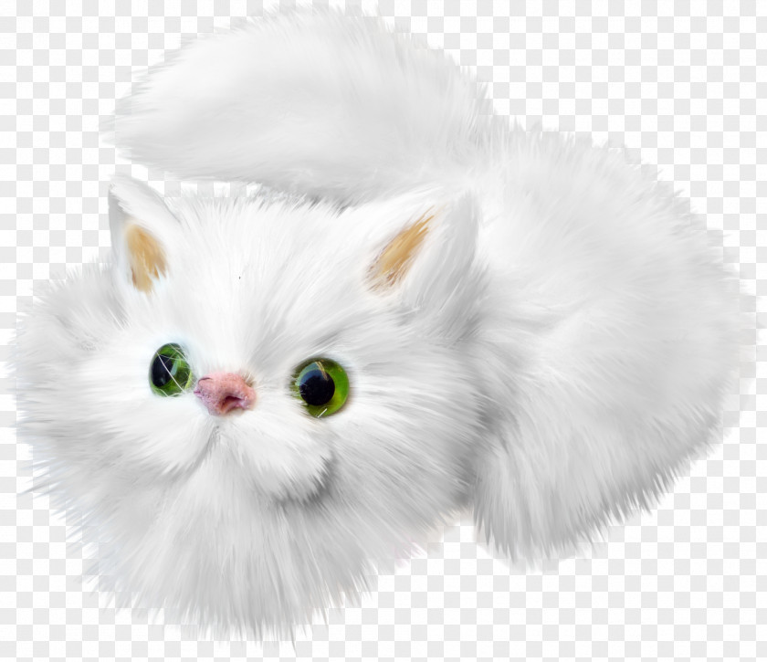 Cartoon White Cat Kitten Drawing PNG
