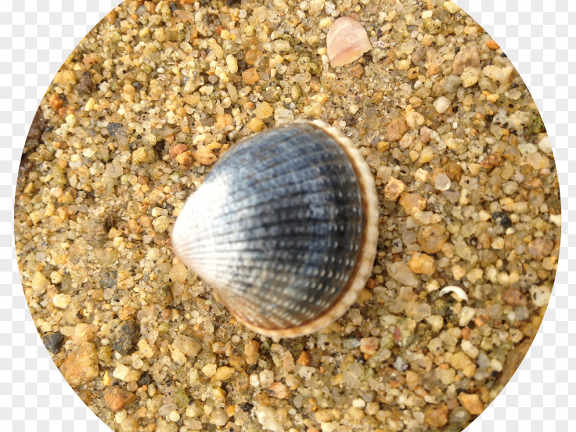 Cockle PNG