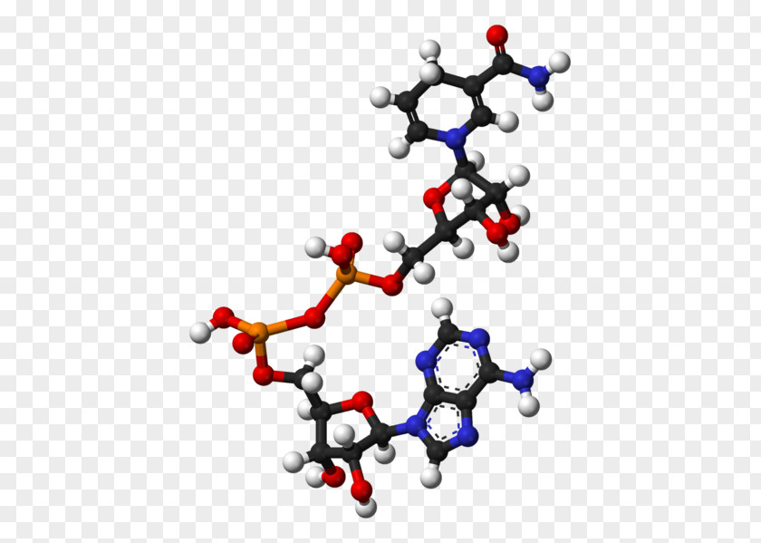 Flavin Adenine Dinucleotide Nicotinamide Phosphate Adenosine Triphosphate Molecule PNG