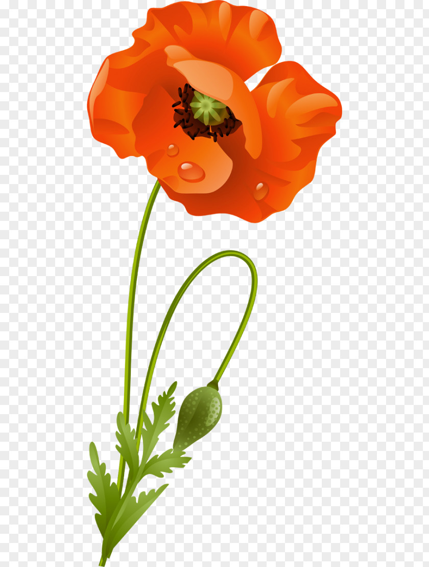 Flower Google Images Blume Clip Art PNG