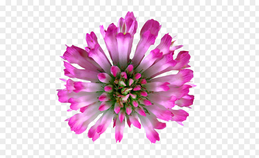 Flower Red Clover Royalty-free PNG