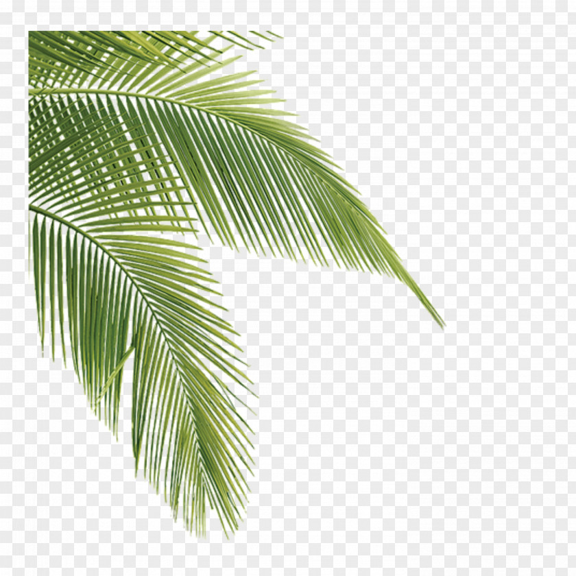 Leaf Plants Dypsis Decaryi Tree Clip Art PNG