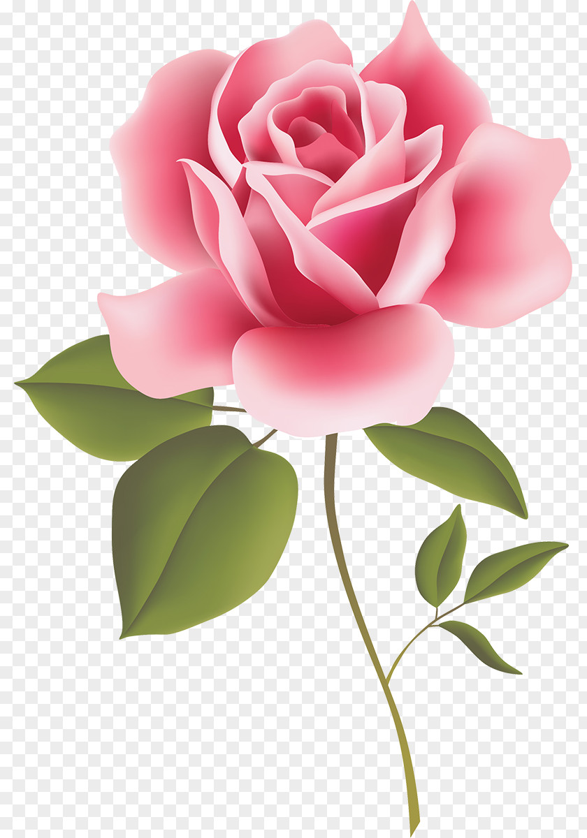 Rose Clip Art Floral Design Flower PNG