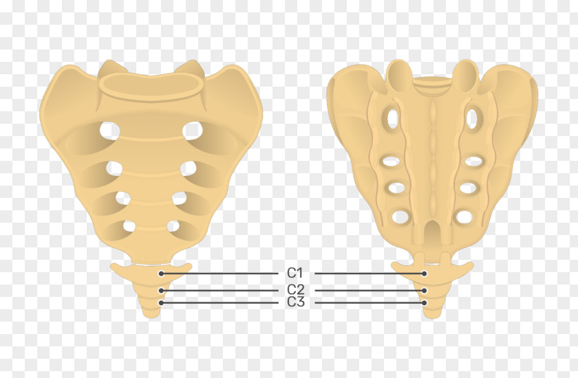 Sacrum Coccyx Posterior Sacral Foramina Intervertebral Foramen Hip Bone PNG