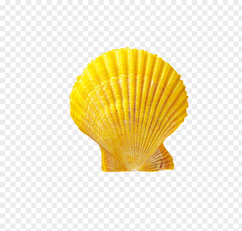 Shell Seashell Shellfish Conchology Scallop PNG