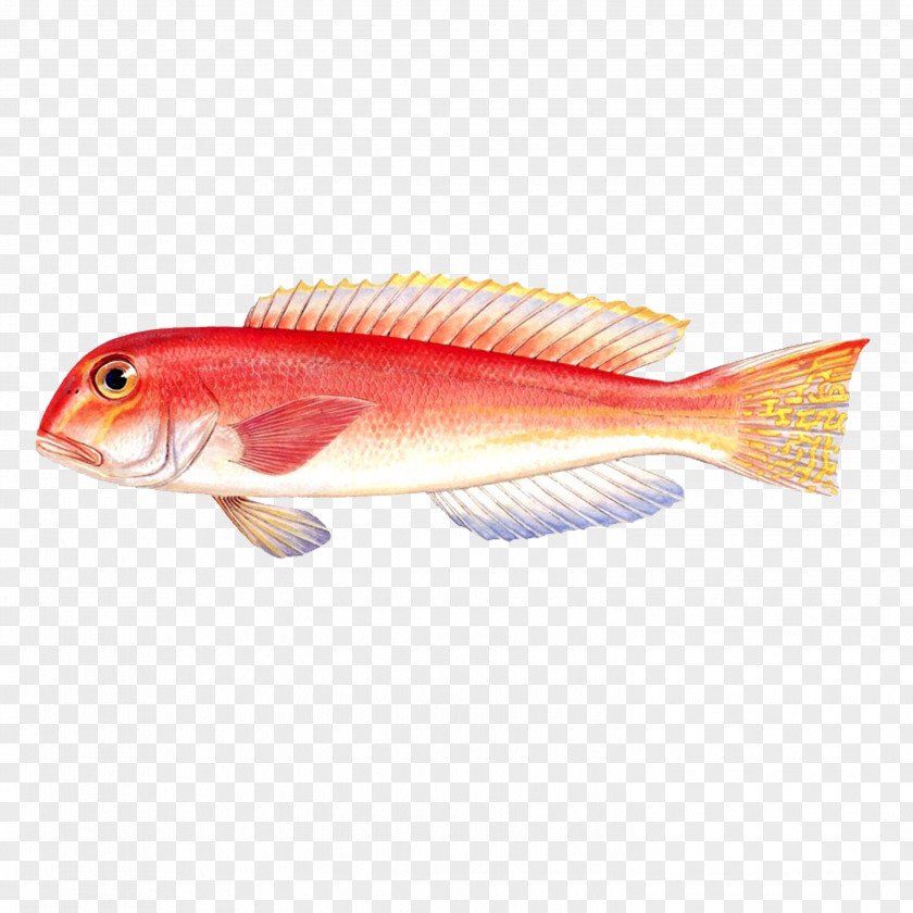 Fish Classic Of Mountains And Seas Priacanthus Red Tilefish U8d64u9c6c PNG