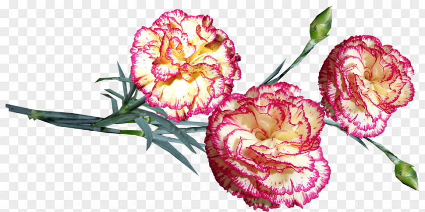 Petal Cut Flowers Flower Carnation Plant Pink Flowering PNG