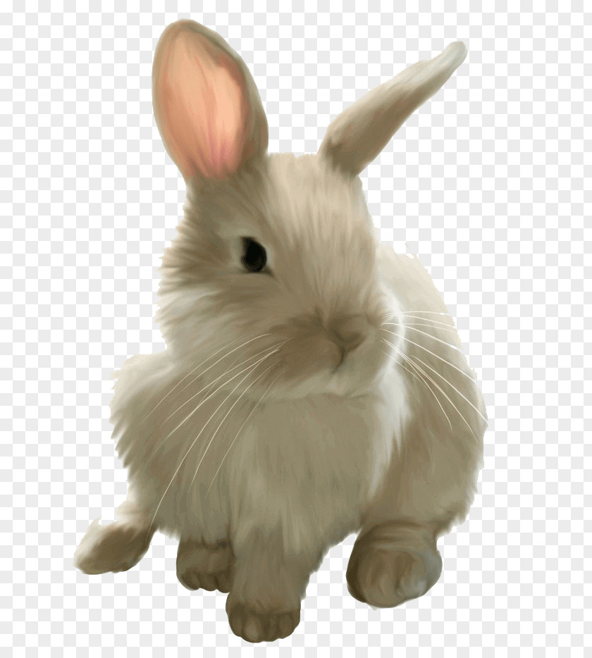 Rabbit Mini Lop Easter Bunny Hare Angel Domestic PNG