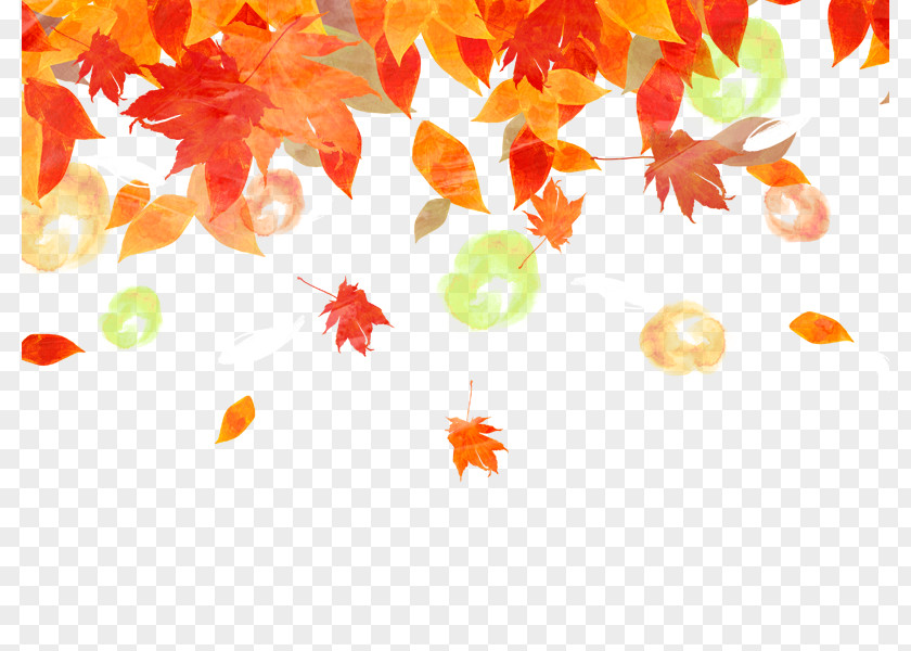 Background Fall Maple Leaf PNG