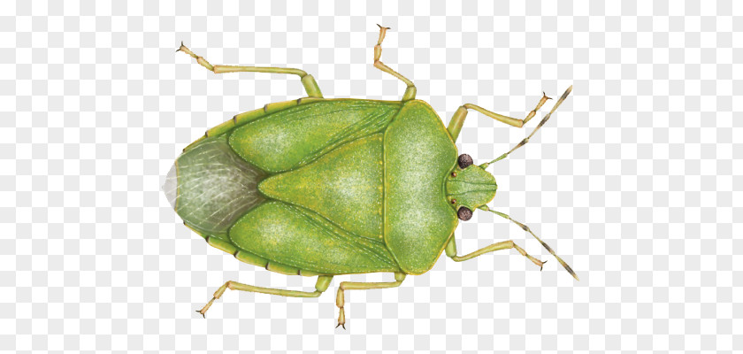 Bug Southern Green Stink Bugs Brown Marmorated Heteroptera PNG