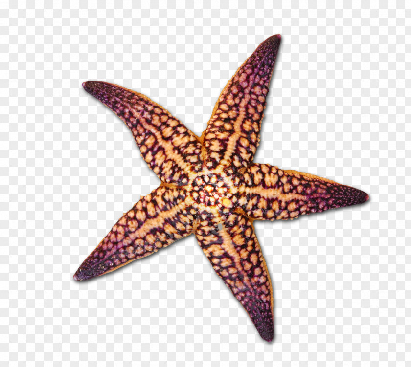 Cartoon Starfish Seashell Drawing PNG