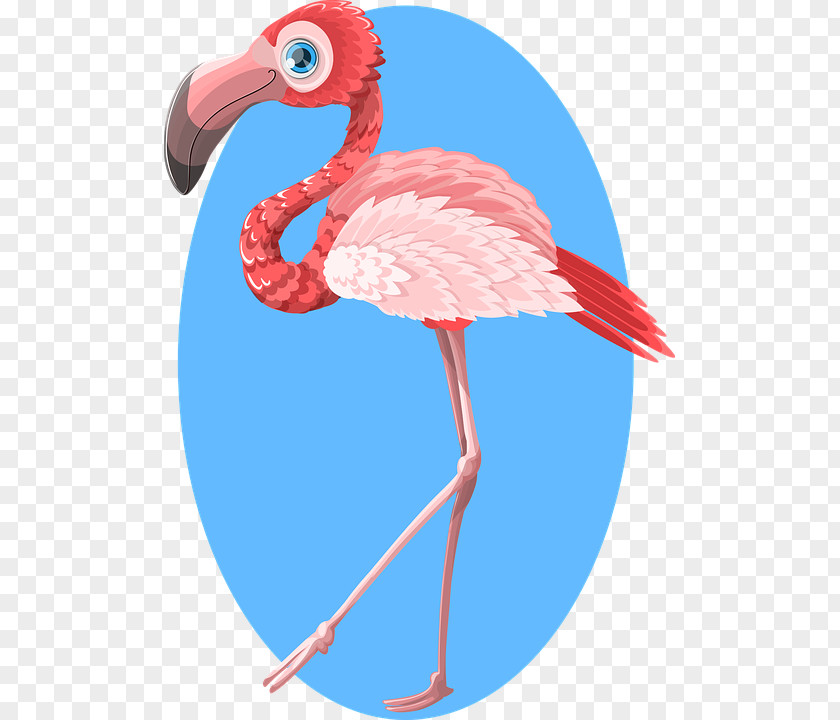 Flamingo Zazzle Gift Bird PNG