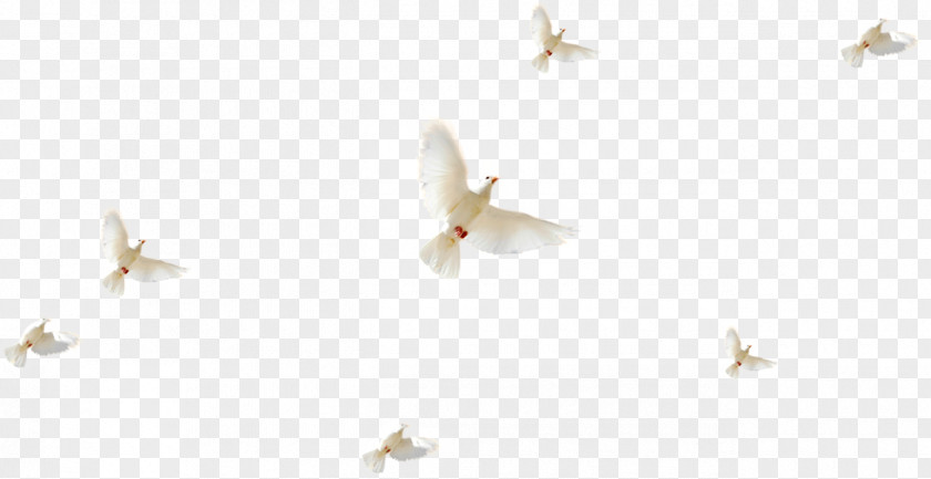 Seagull Flying In The Air Rock Dove Columbidae Doves As Symbols PNG