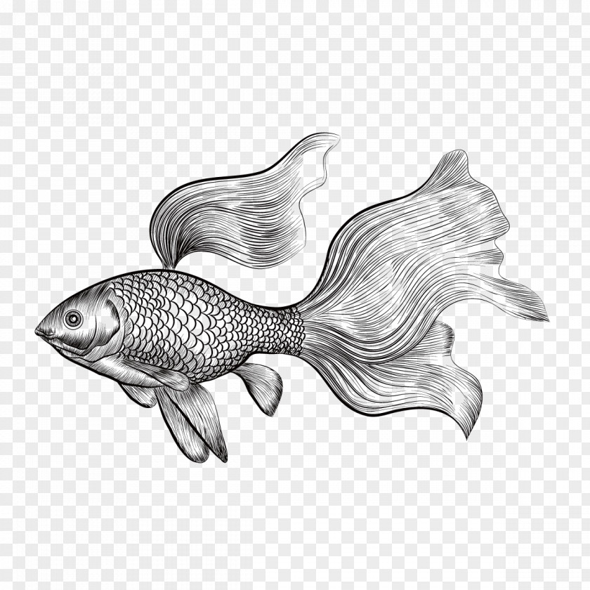 Vector Painted Betta Goldfish Drawing Euclidean PNG