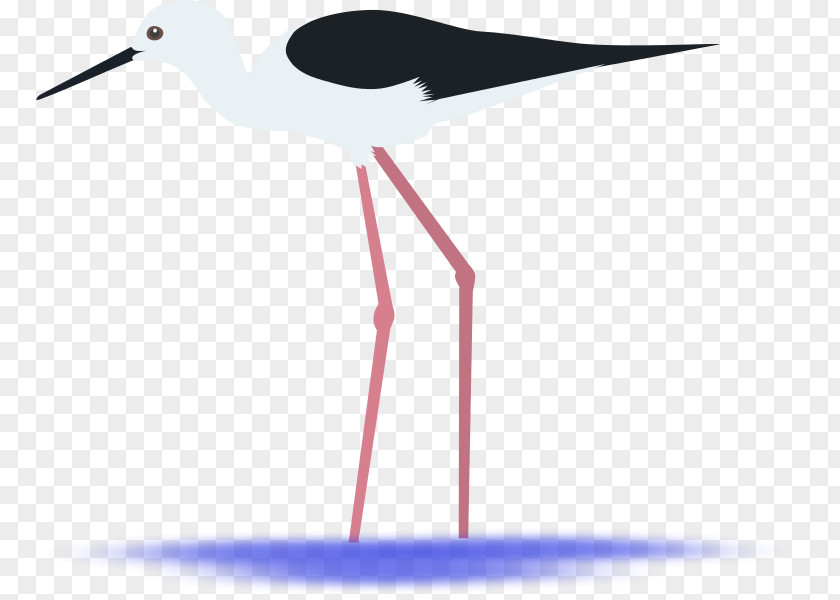 Bird Seabird Beak Stork PNG