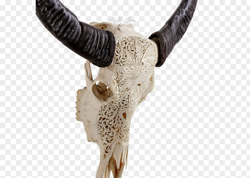 Buffalo Skull Horn Animal Skulls Cattle Bone PNG