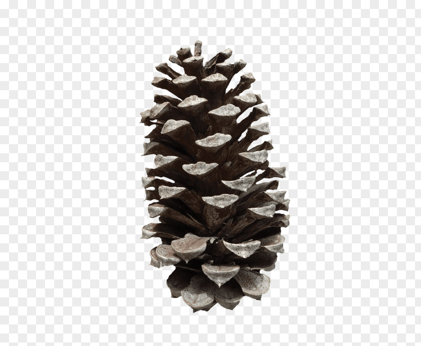 Conifer Tree Cone Fir Clip Art PNG