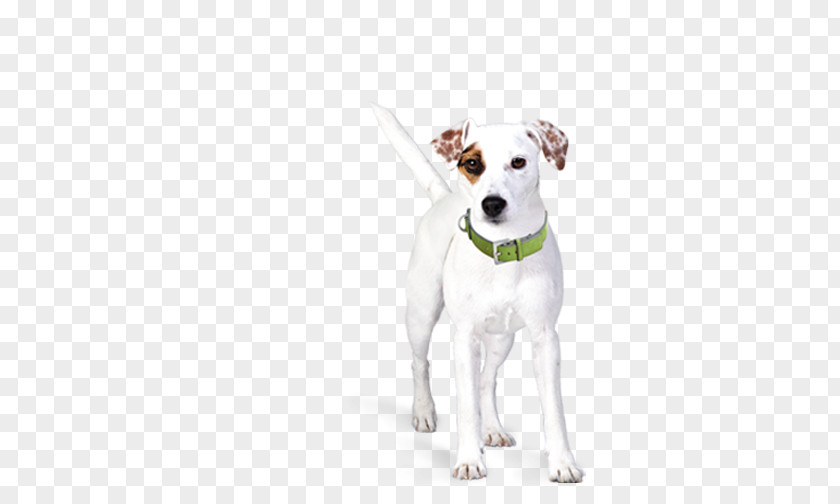 Creative Pet Dog Parson Russell Terrier Jack Collar Leash Puppy PNG