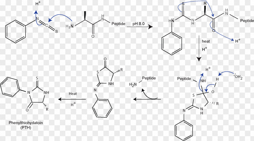 Edman Degradation Protein Sequencing Amino Acid Papain PNG