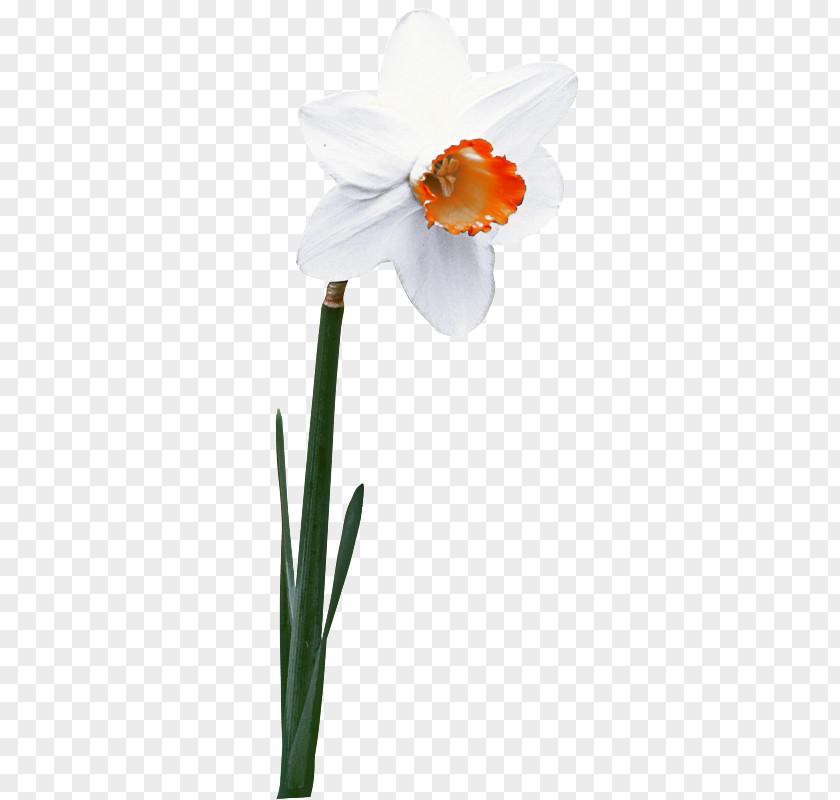 Iris Pedicel Flowers Background PNG