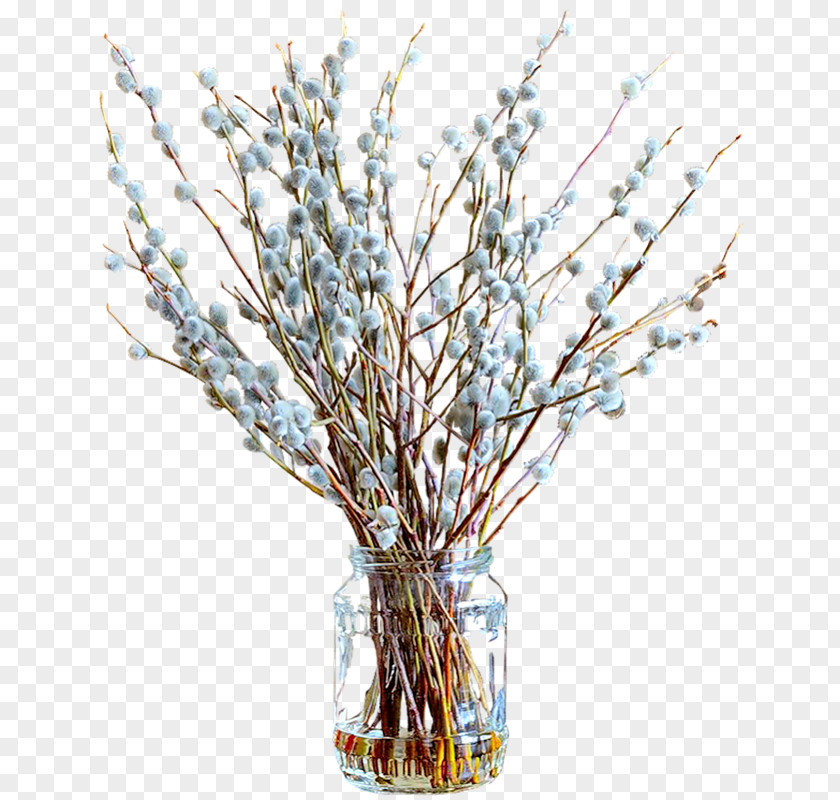 Tulip Willow Flower Tree Palm Sunday PNG