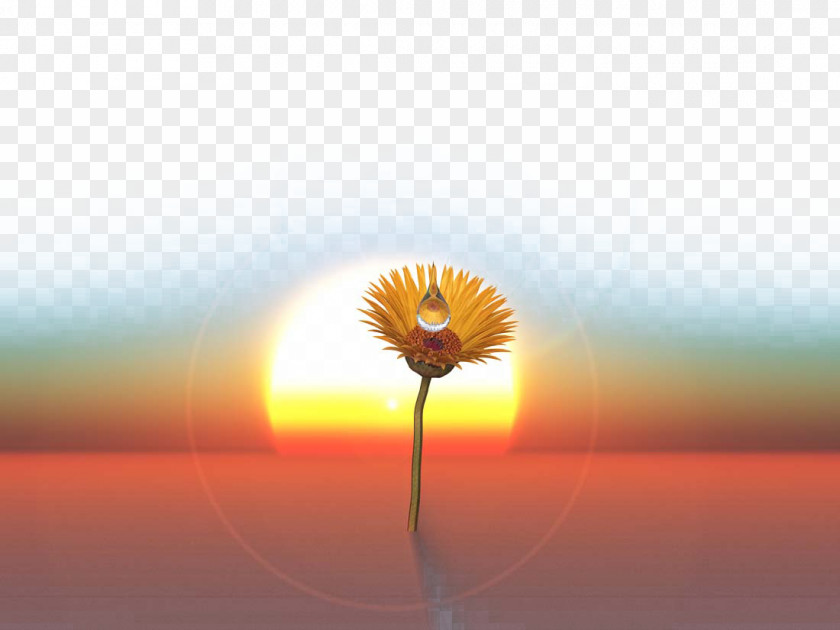 Beautiful Desert Image Transvaal Daisy Energy Sunlight Sky Wallpaper PNG