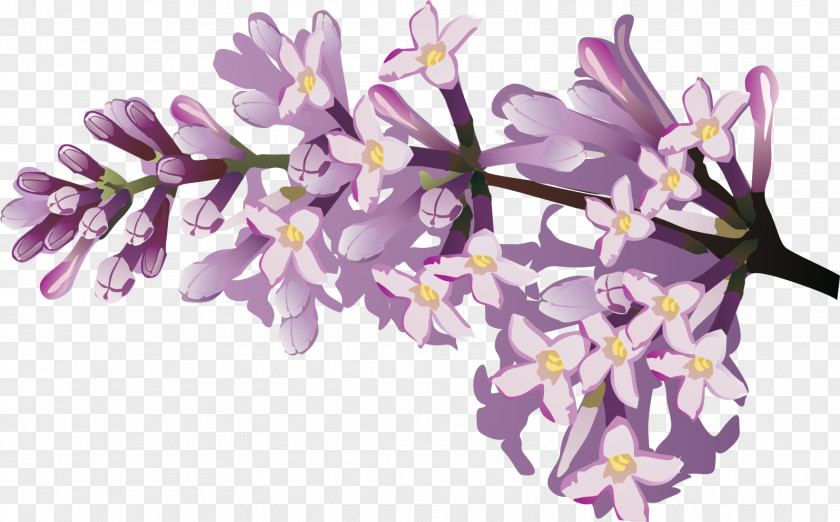 Lilac Flower Drawing PNG