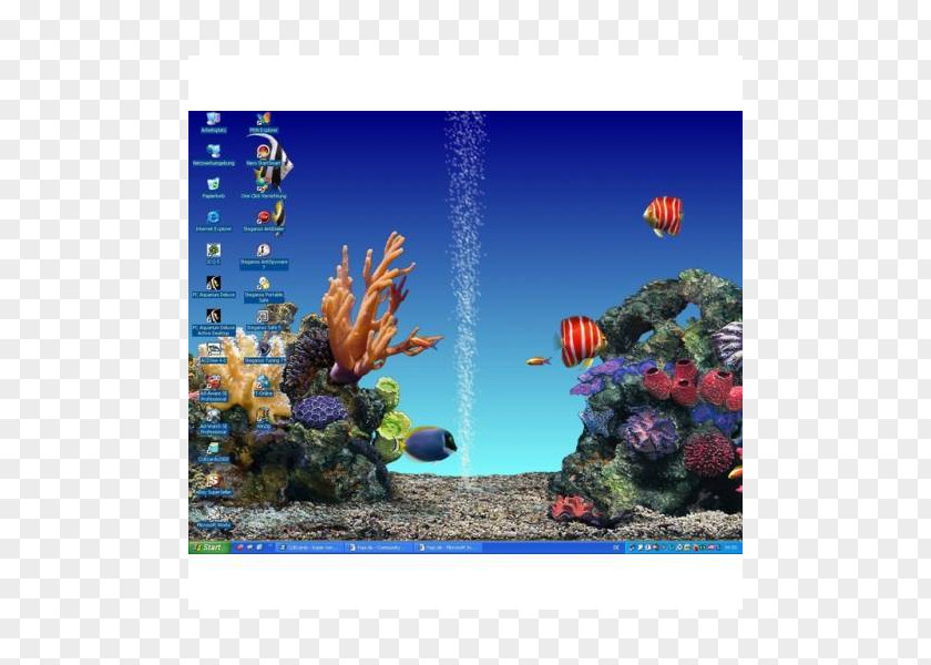 Wen Der Wind Liebt Coral Reef Fish Majorelle Blue Ecosystem Garden PNG