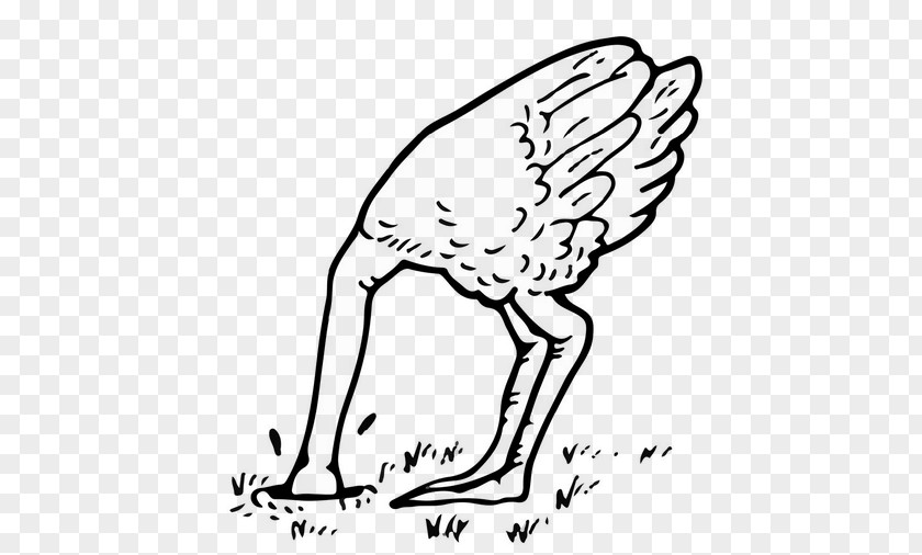Bird Common Ostrich Egg Coloring Book Clip Art PNG