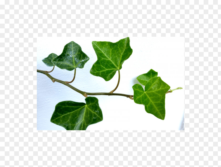 Plants Common Ivy Hedera Hibernica Liana Vascular Plant PNG