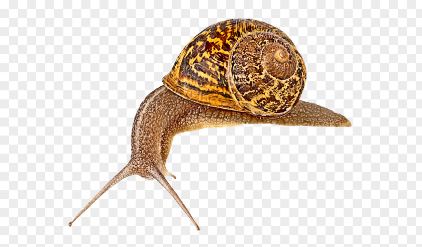 Snail Escargot Slug Orthogastropoda PNG