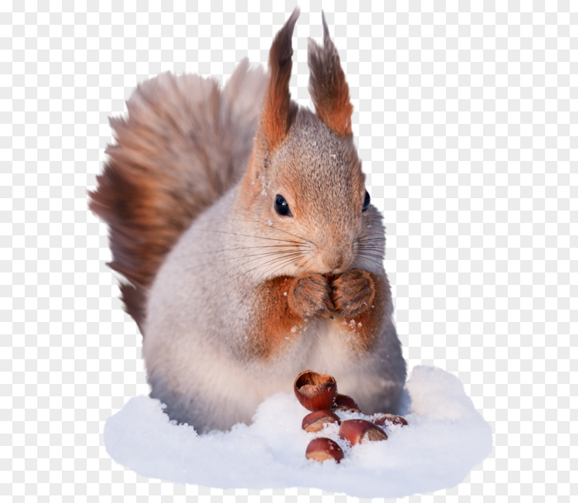 Squirrel Tree Greeting & Note Cards PNG