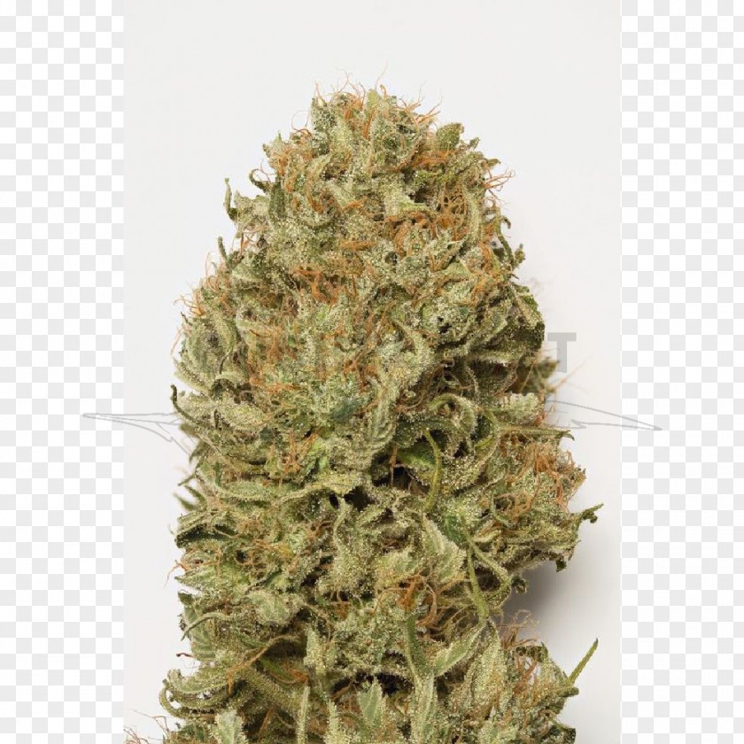 Dream Autoflowering Cannabis Seed Ruderalis Sativa PNG
