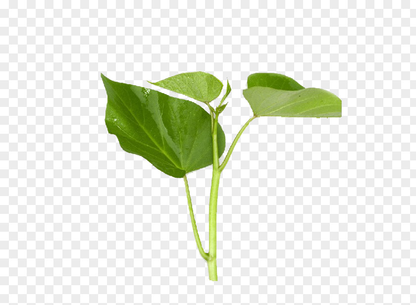 Green Vegetable Shoots Sweet Potato Leaf PNG