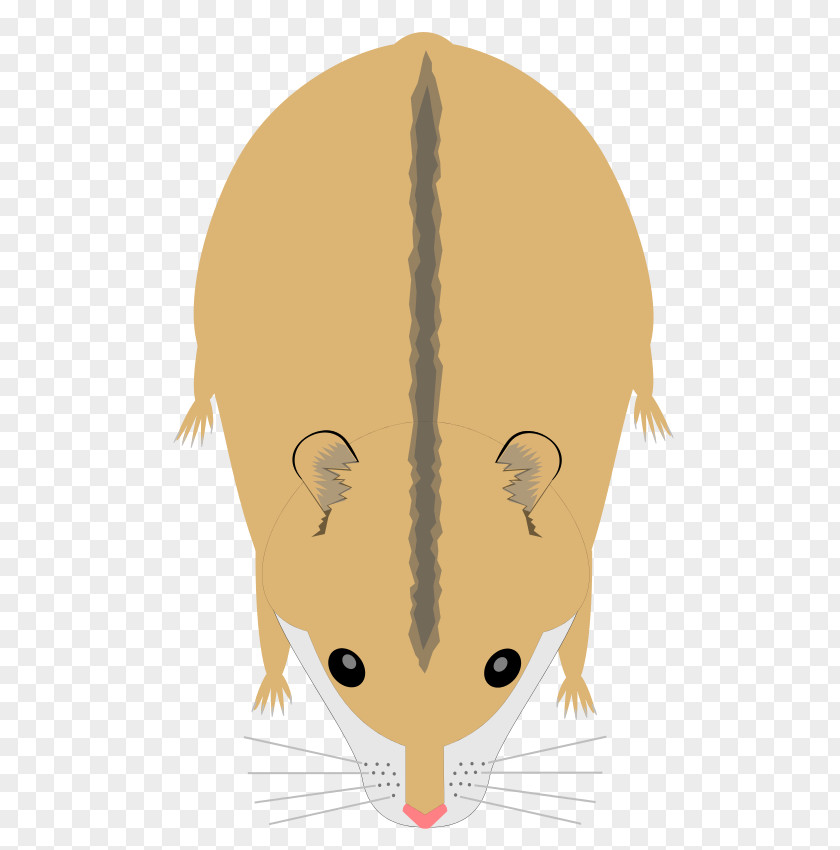 Hamster Campbell's Dwarf Rodent Golden Djungarian PNG