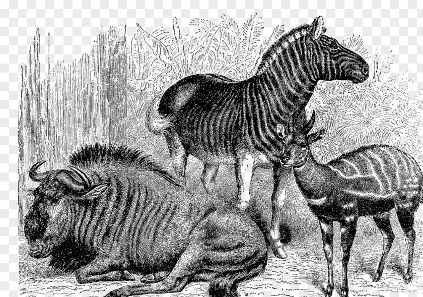 M ExtinctionHolocene Animal Extinct Animals Quagga Cat Terrestrial Black & White PNG