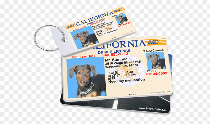 Pet Drivers License ID TagsDriving Jack Russell Terrier Cat Tag Service Dog MyPetDMV.com PNG