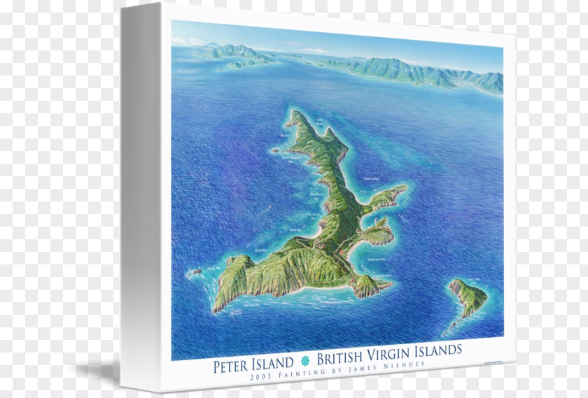 Virgin Islands Peter Island Gallery Wrap Marine Mammal Canvas Art PNG