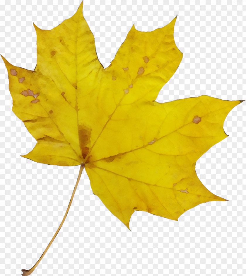 Autumn Ivy Leaf Drawing PNG