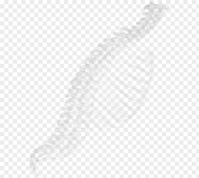 Design Anatomy White PNG