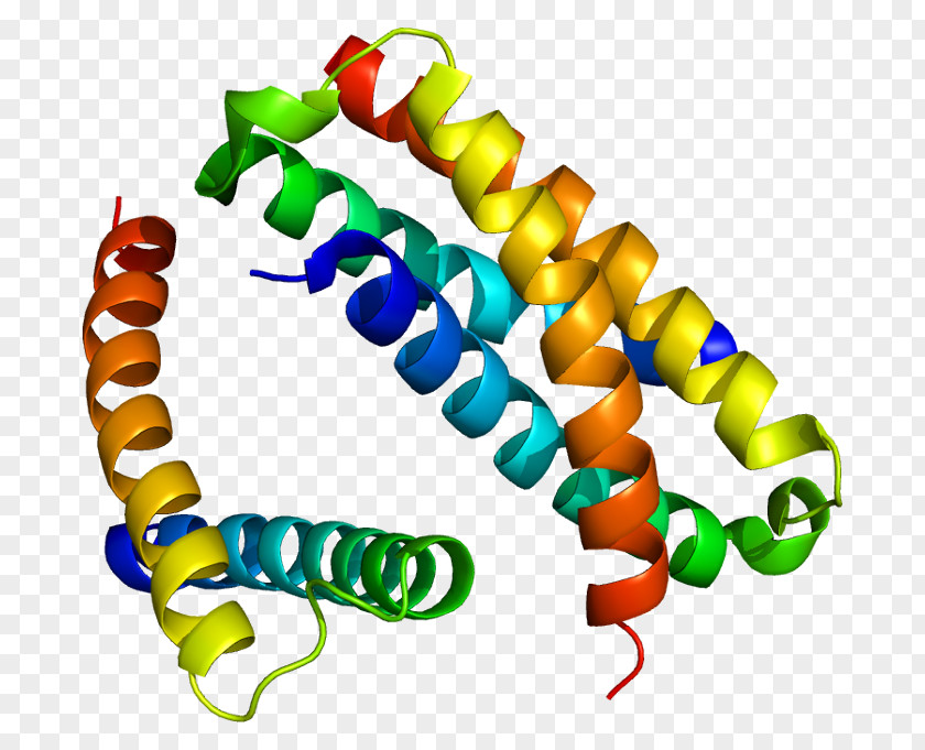 Human Insulin Molecule SH2B2 SH2 Domain Protein Janus Kinase 2 SH2B1 PNG